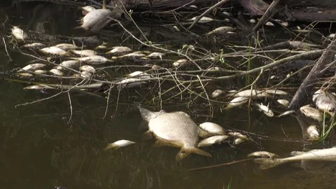 сергей бутько Stock Footage 295075938