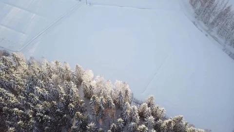 Serial view of snowy white field and spruce forest Stock Footage 103401115