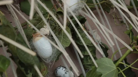 Sericulture 動画素材 82464934