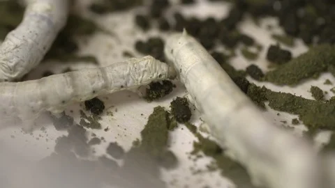Sericulture of silkworms Stock-Footage 93523791