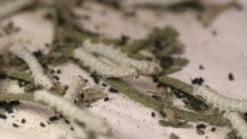 Sericulture of silkworms Stock Footage 93523832