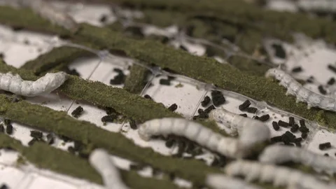 Sericulture of silkworms Stock Footage 93523886