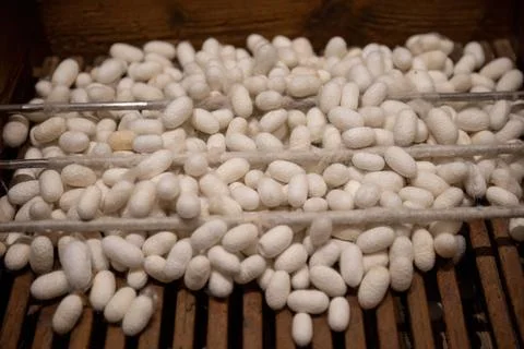 Sericulture step by step silk production process Stock Photos