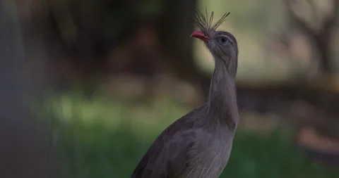 Seriema red legged bird turns head and blinks second eye lid - slow motion -  Vídeos de archivo 209097633