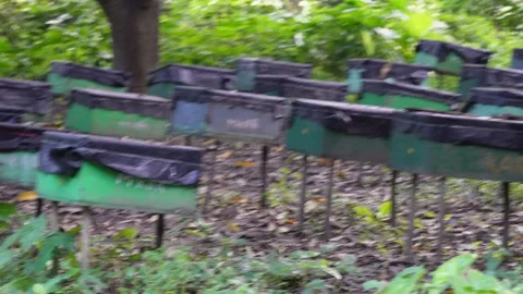 Series of beehives in an apiary Stock Footage 326323953
