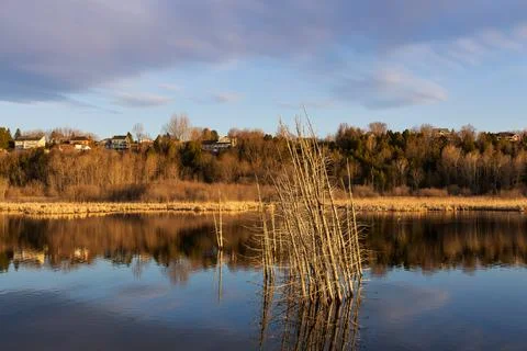 Series of dead trees in marsh Foto stock