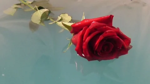 A series of a flower floating on water 3, a rose floating on water Stock Footage