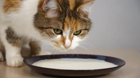 A series of footage, the Cat sits on the table and sprinkles milk. Milk in .. Stock Footage