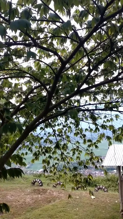 Series of fruit trees Stock Footage 325651510