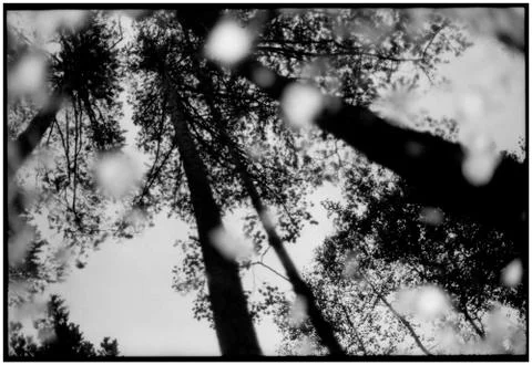 Series Ghost Forest Stock Photos