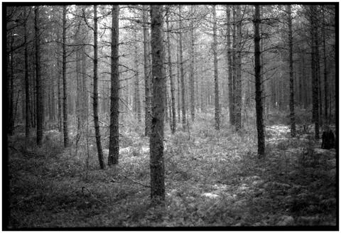Series Ghost Forest Stock Photos