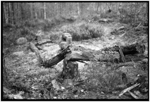 Series Ghost Forest Stock Photos