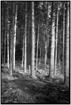 Series Ghost Forest Stock Photos