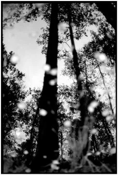 Series Ghost Forest Stock Photos