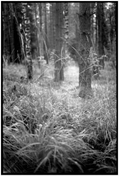 Series Ghost Forest Stock Photos