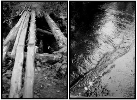 Series Ghost Forest Stock Photos