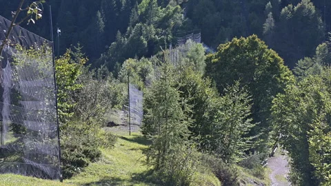 Series of mist-nets to catch and ring migratory birds on an alpine pass Stock Footage 252150344
