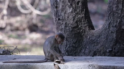 Series of monkeys sitting on a ledge Stock Footage 180608865