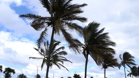 A series of palm trees 스톡 동영상 128647334