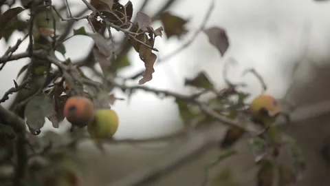 Series of Rack Focus to a Rotting Apple Growing on a Tree in This Magical Garden Stock Footage 133748967
