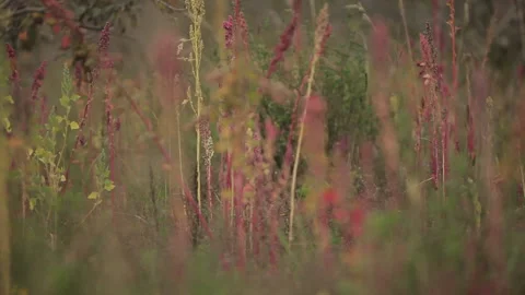 Series of Rack Focus Through a Colorful Field of Quinoa in This Magical Garden Stock Footage 133748995