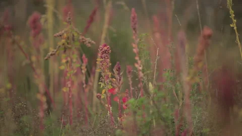 Series of Rack Focus Through a Colorful Field of Quinoa in This Magical Garden Stock Footage 133749006