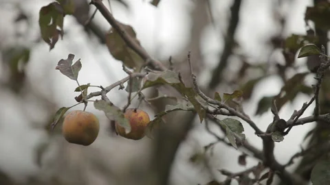 Series of Rack Focus on Two Apples Growing on a Tree Stock Footage 133748965