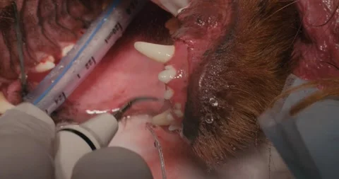 A series of videos showing a veterinary dentist working on a dogs teeth. A Vídeos de archivo 319864341