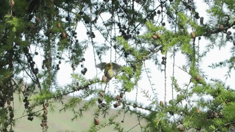 Serin coupling (Serinus serinus) Verzellino Stock Footage 242523843