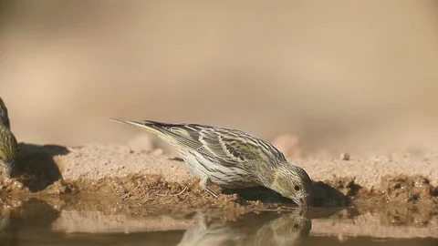 Serin, Serinus serinus Stock Footage 98314350