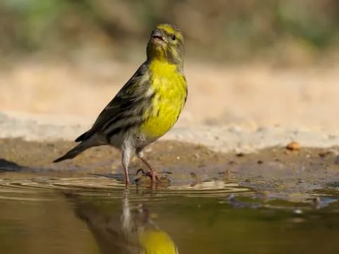 Serin, Serinus serinus Stock Photos