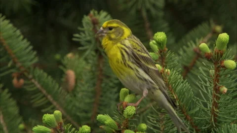 Serin (Serinus Serinus) Singing From Pine Tree Video stock 131661423