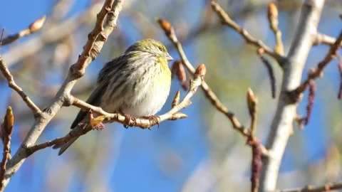 Serin, Serinus serinus, Spain Stock Footage 234458695
