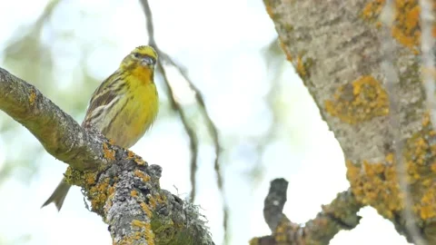 Serin, Serinus serinus, Spain Stock Footage 234458733