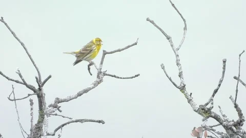 Serin, Serinus serinus, Spain Stock Footage 234458748