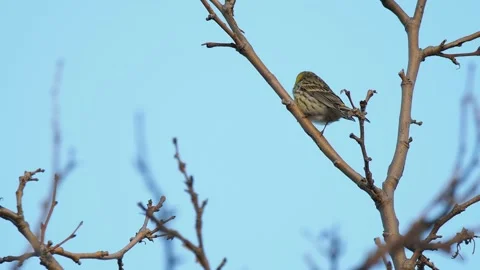 Serin, Serinus serinus, Spain Stock Footage 234458756