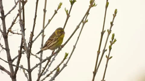 Serin, Serinus serinus, Spain Stock Footage 234458811