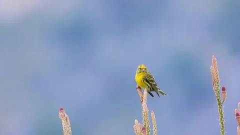 Serin, Serinus serinus, Spain Stock Footage 234458820