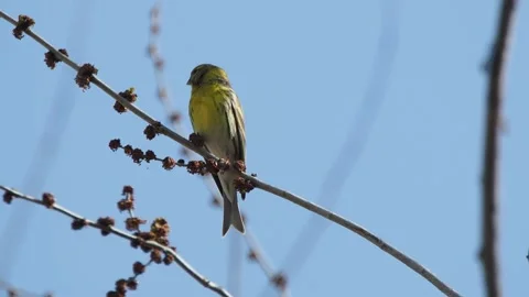 Serin, Serinus serinus, Spain Stock Footage 234458824