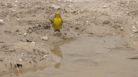 Serin, Serinus serinus, Spain Stock Footage 234458915