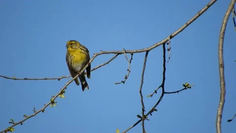 Serin, Serinus serinus, Spain Stock Footage 234458932