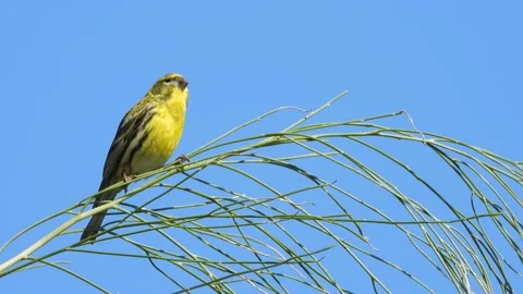 Serin, Serinus serinus, Spain Stock Footage 234458937