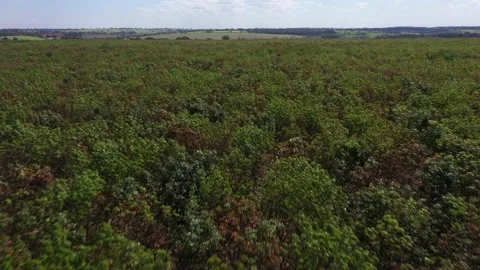 Seringal 01 Stock Footage 138611492