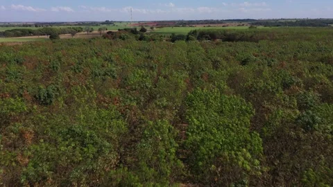 Seringal 02 Stock Footage 138611493