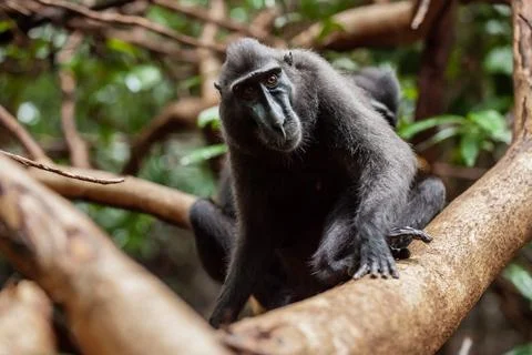 Seriosly looking Crested black macaque sitting on the tree, Tangkoko National Foto stock