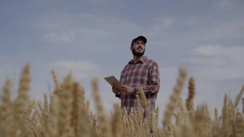 Serious agronomist engineer using tablet to analyze state of wheat field. Stock Footage 256092000