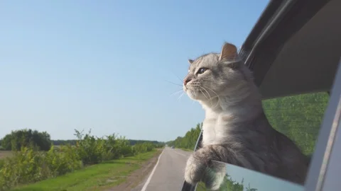 Serious and responsible cat controls the movement on the highway. Stock Footage 114618216