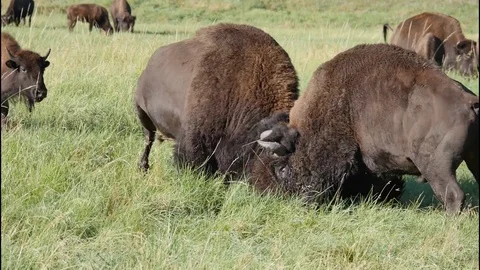 Serious Buffalo Fight between two mature bulls Stock Footage 73583535