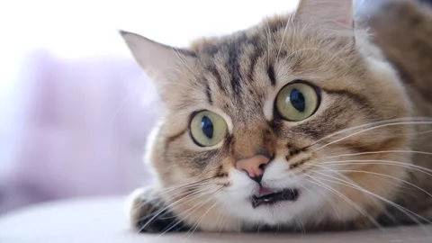 Serious cat carefully watching something, staring with intense. Stock Footage 337857760