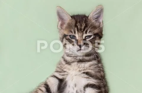 Serious cat, cat at home, proud cat, funny cat, grey cat, domestic animal, gr Stock Photos